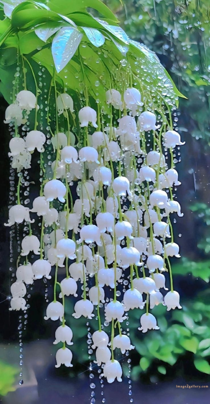 700+ Cute Flower Wallpaper Free Download | Beautiful Flowers Wallpapers for Mobile | 149 flower mobile wallpaper free -(8)