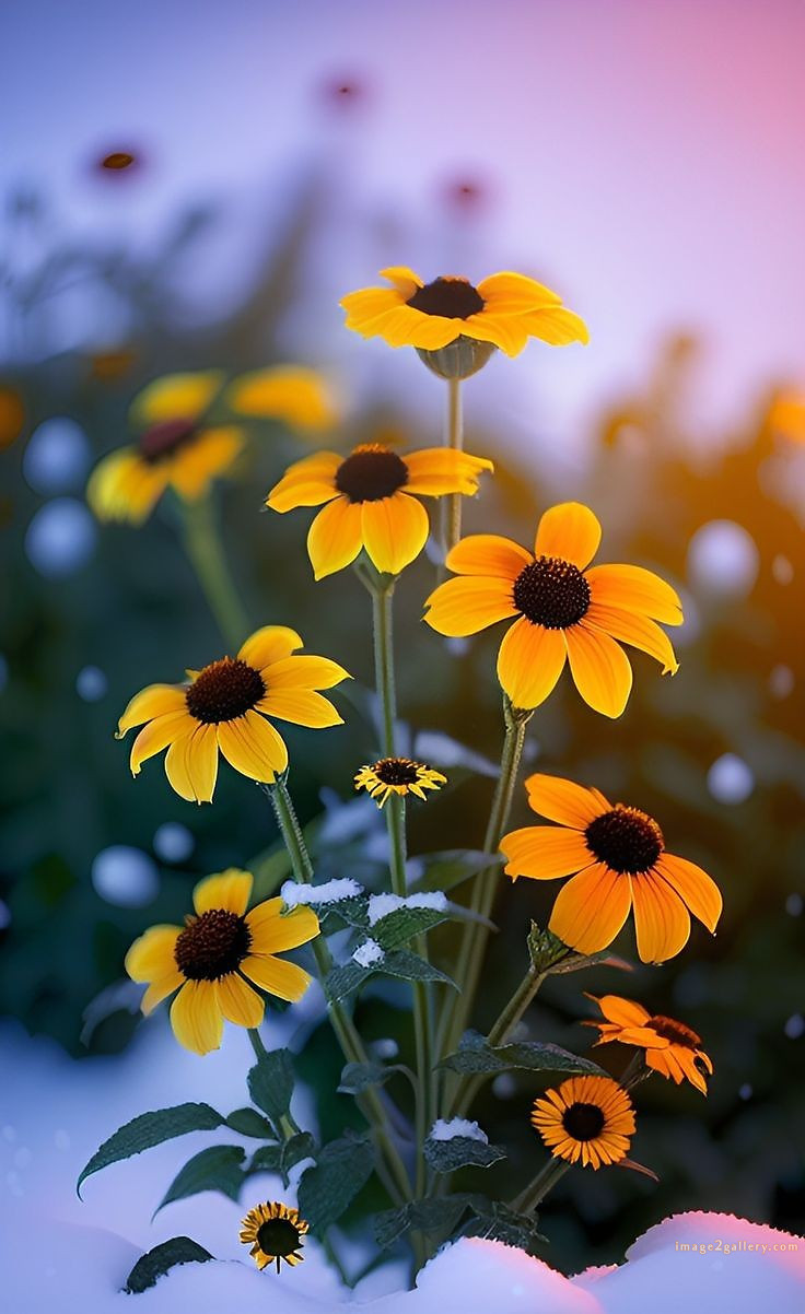 700+ Cute Flower Wallpaper Free Download | Beautiful Flowers Wallpapers for Mobile | 223 flower mobile wallpaper hd -(1)