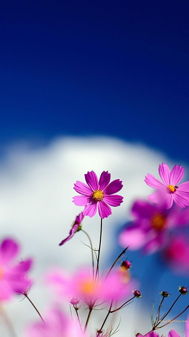 700+ Cute Flower Wallpaper Free Download | Beautiful Flowers Wallpapers for Mobile | 133 flower mobile wallpaper hd -(10)