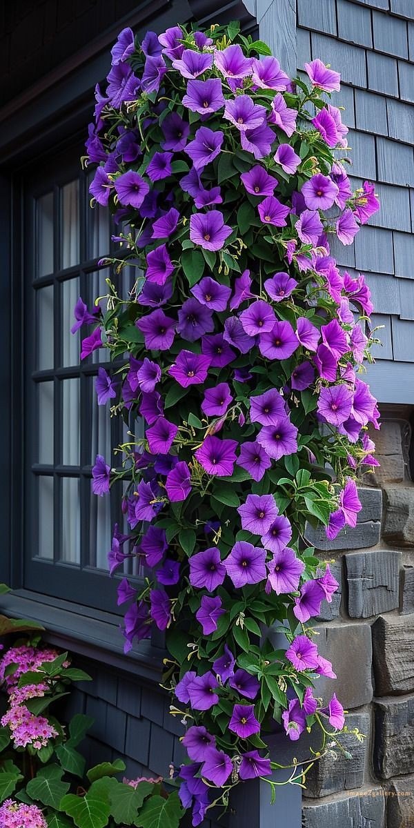 700+ Cute Flower Wallpaper Free Download | Beautiful Flowers Wallpapers for Mobile | 138 flower mobile wallpaper hd -(11)
