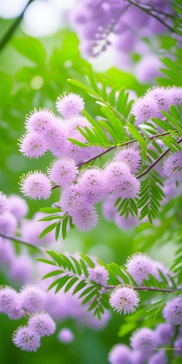 700+ Cute Flower Wallpaper Free Download | Beautiful Flowers Wallpapers for Mobile | 131 flower mobile wallpaper hd -(12)