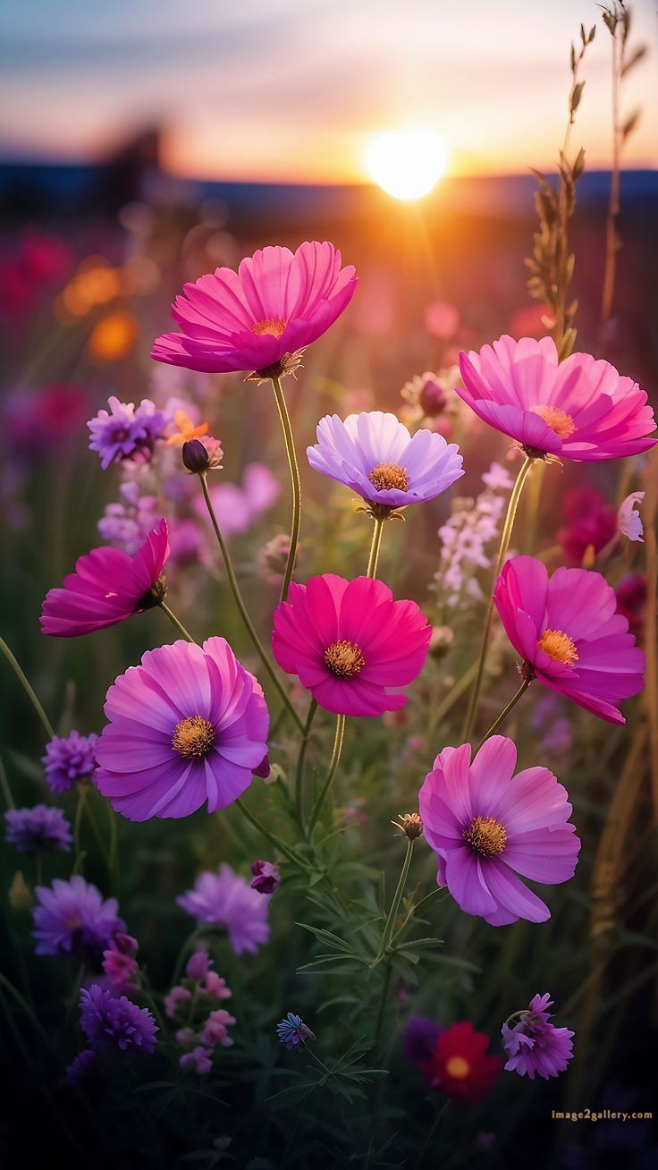 700+ Cute Flower Wallpaper Free Download | Beautiful Flowers Wallpapers for Mobile | 135 flower mobile wallpaper hd -(14)