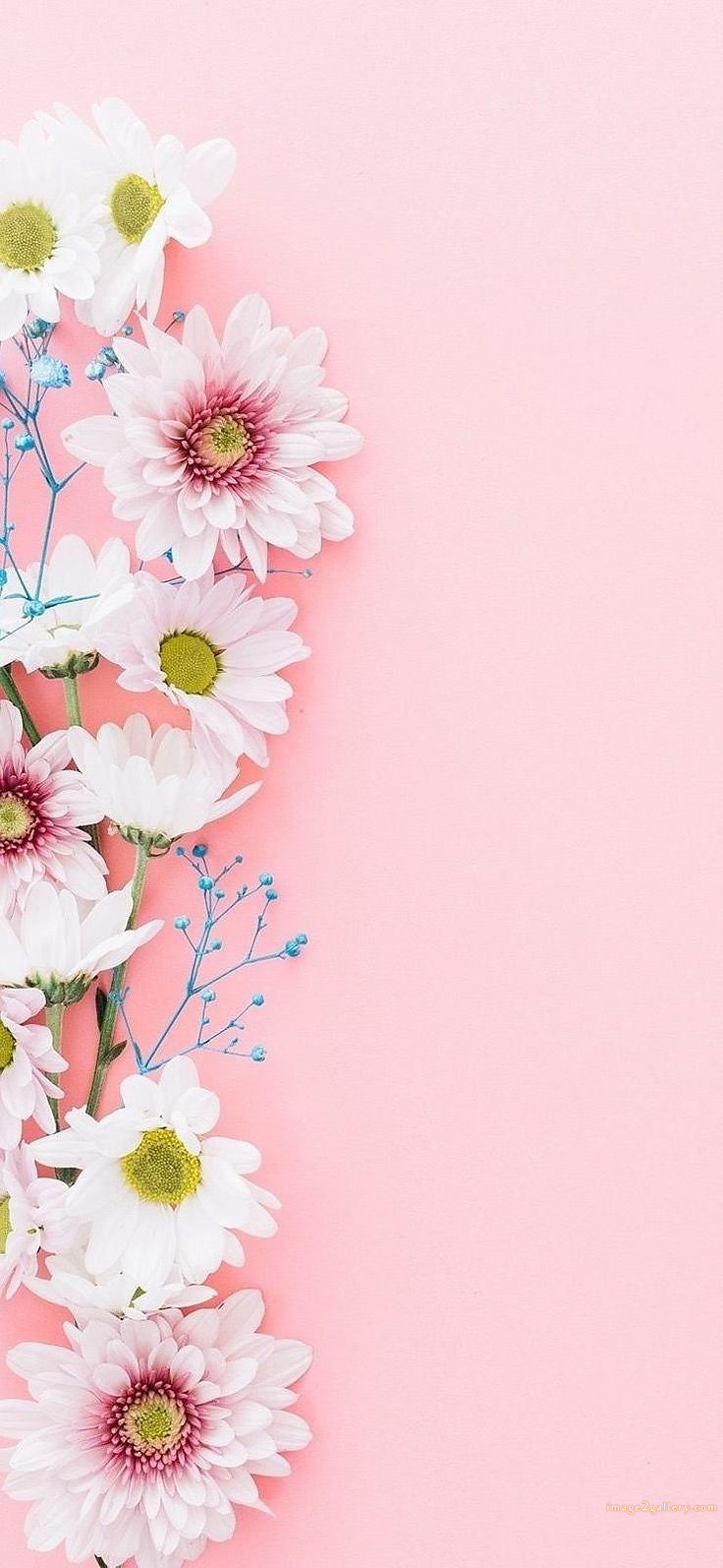 700+ Cute Flower Wallpaper Free Download | Beautiful Flowers Wallpapers for Mobile | 139 flower mobile wallpaper hd -(18)