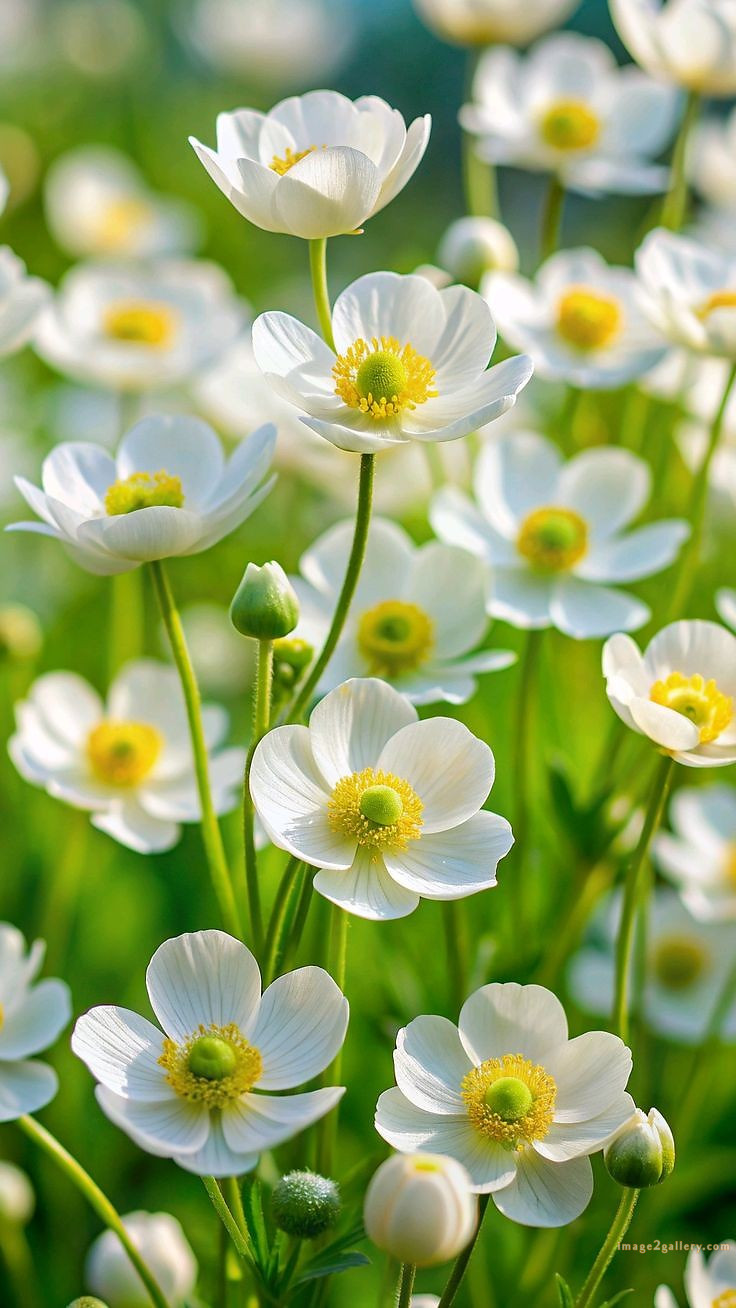 700+ Cute Flower Wallpaper Free Download | Beautiful Flowers Wallpapers for Mobile | 209 flower mobile wallpaper hd -(22)