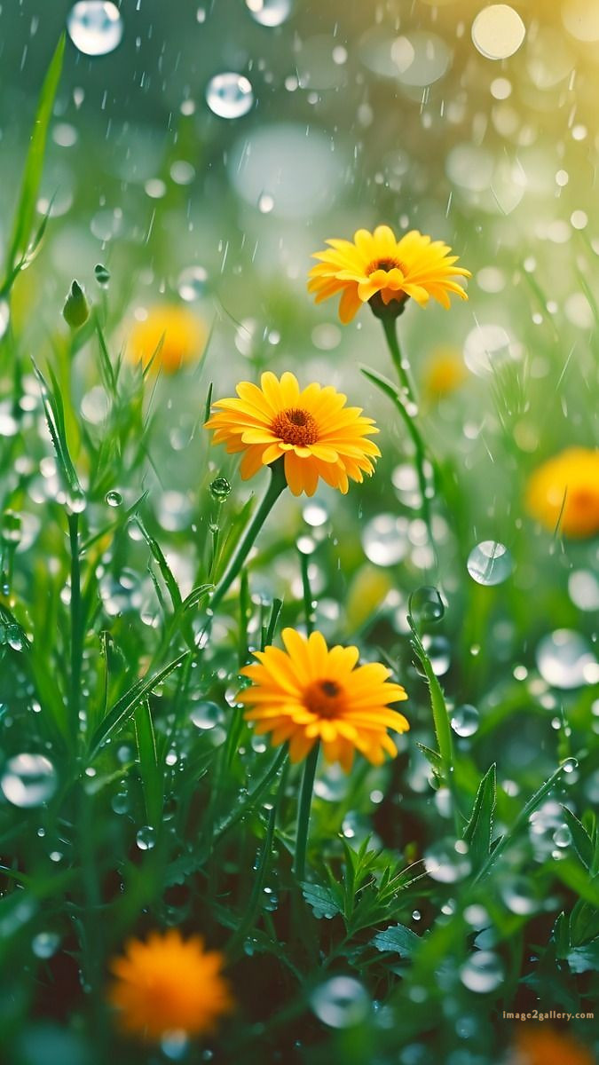 700+ Cute Flower Wallpaper Free Download | Beautiful Flowers Wallpapers for Mobile | 162 flower mobile wallpaper hd -(26)