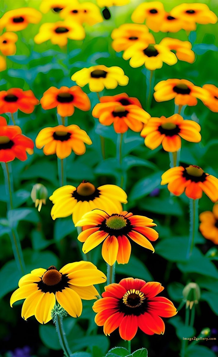700+ Cute Flower Wallpaper Free Download | Beautiful Flowers Wallpapers for Mobile | 166 flower mobile wallpaper hd -(29)