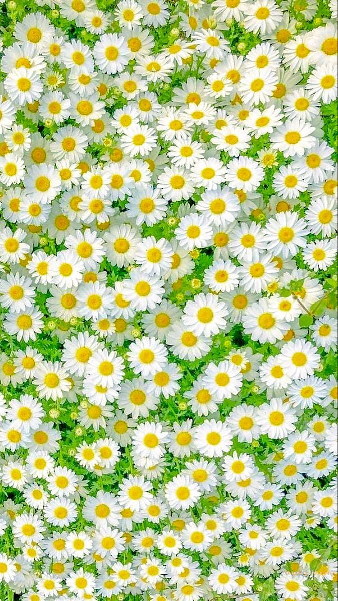 700+ Cute Flower Wallpaper Free Download | Beautiful Flowers Wallpapers for Mobile | 128 flower mobile wallpaper hd -(3)
