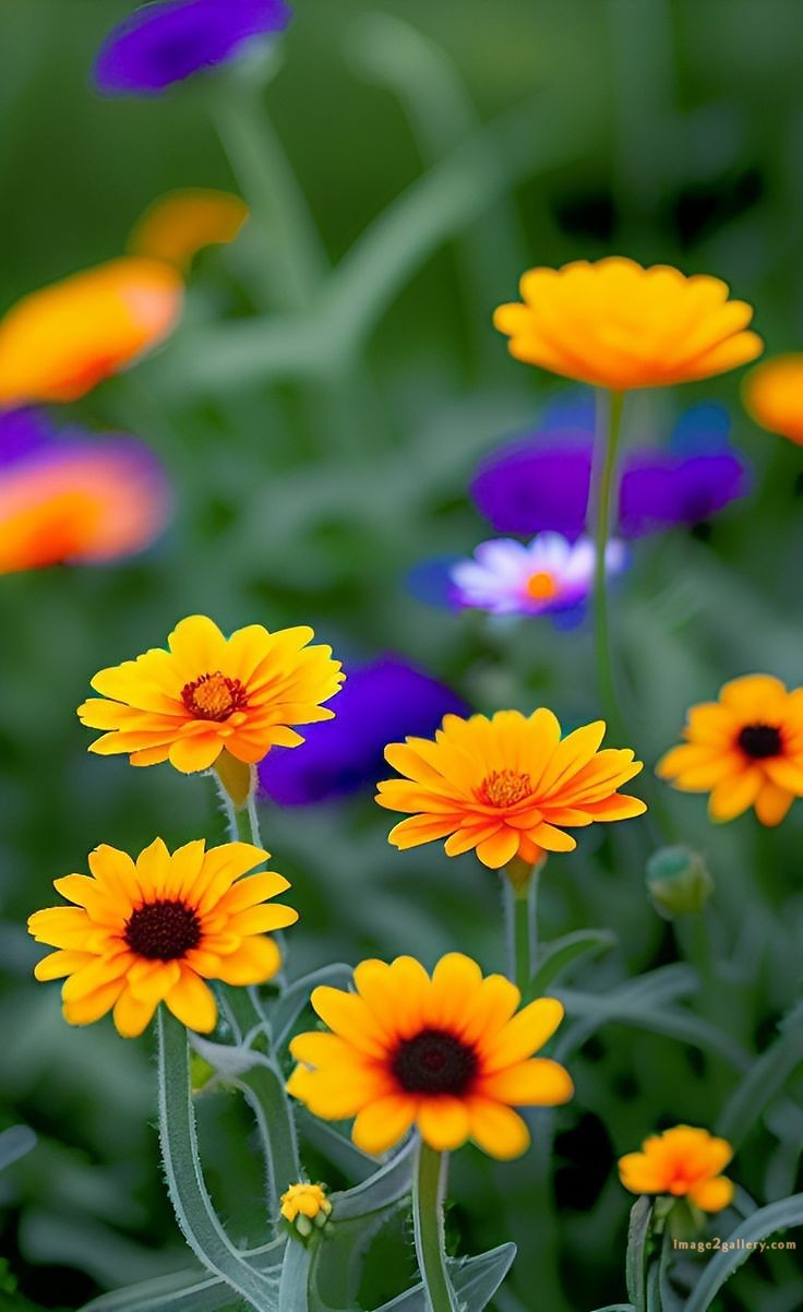 700+ Cute Flower Wallpaper Free Download | Beautiful Flowers Wallpapers for Mobile | 164 flower mobile wallpaper hd -(30)
