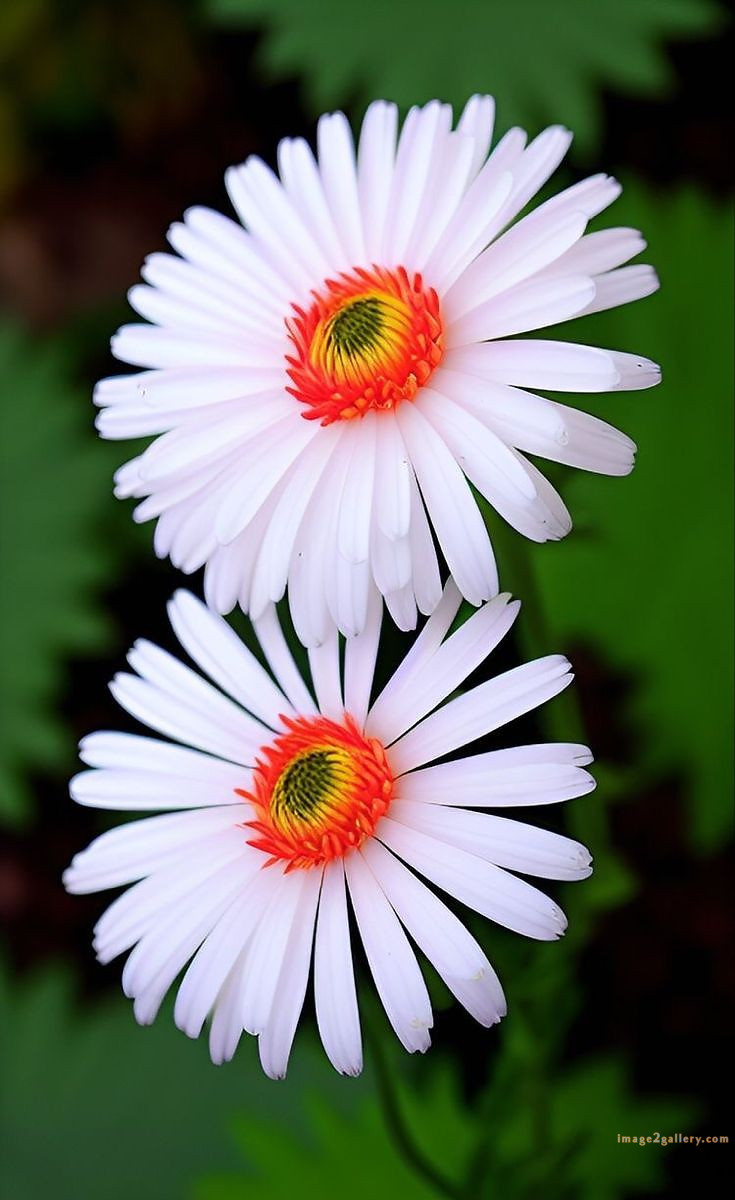 700+ Cute Flower Wallpaper Free Download | Beautiful Flowers Wallpapers for Mobile | 130 flower mobile wallpaper hd -(5)