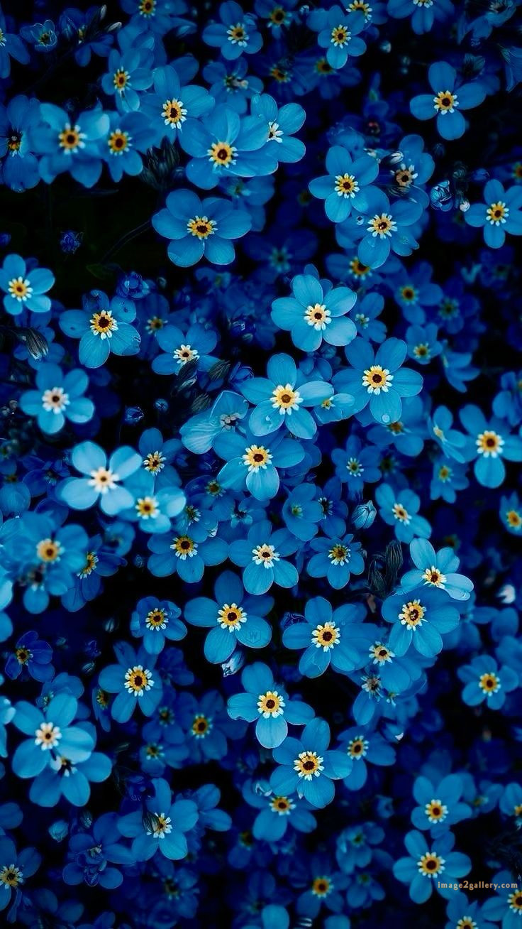 700+ Cute Flower Wallpaper Free Download | Beautiful Flowers Wallpapers for Mobile | 134 flower mobile wallpaper hd -(6)
