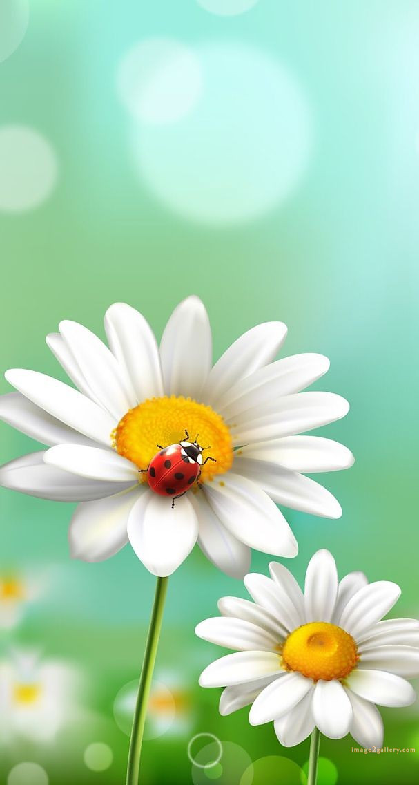 700+ Cute Flower Wallpaper Free Download | Beautiful Flowers Wallpapers for Mobile | 155 flower mobile wallpaper hd -(7)
