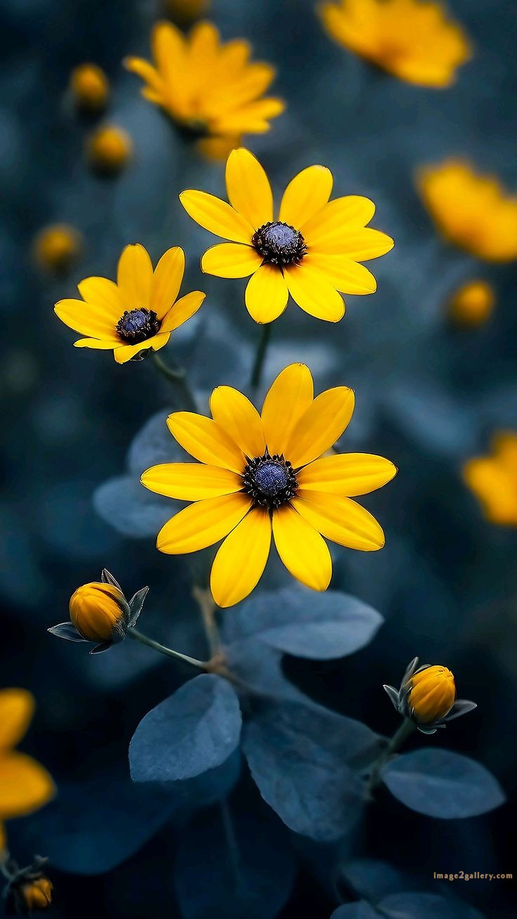 700+ Cute Flower Wallpaper Free Download | Beautiful Flowers Wallpapers for Mobile | 129 flower mobile wallpaper hd -(8)