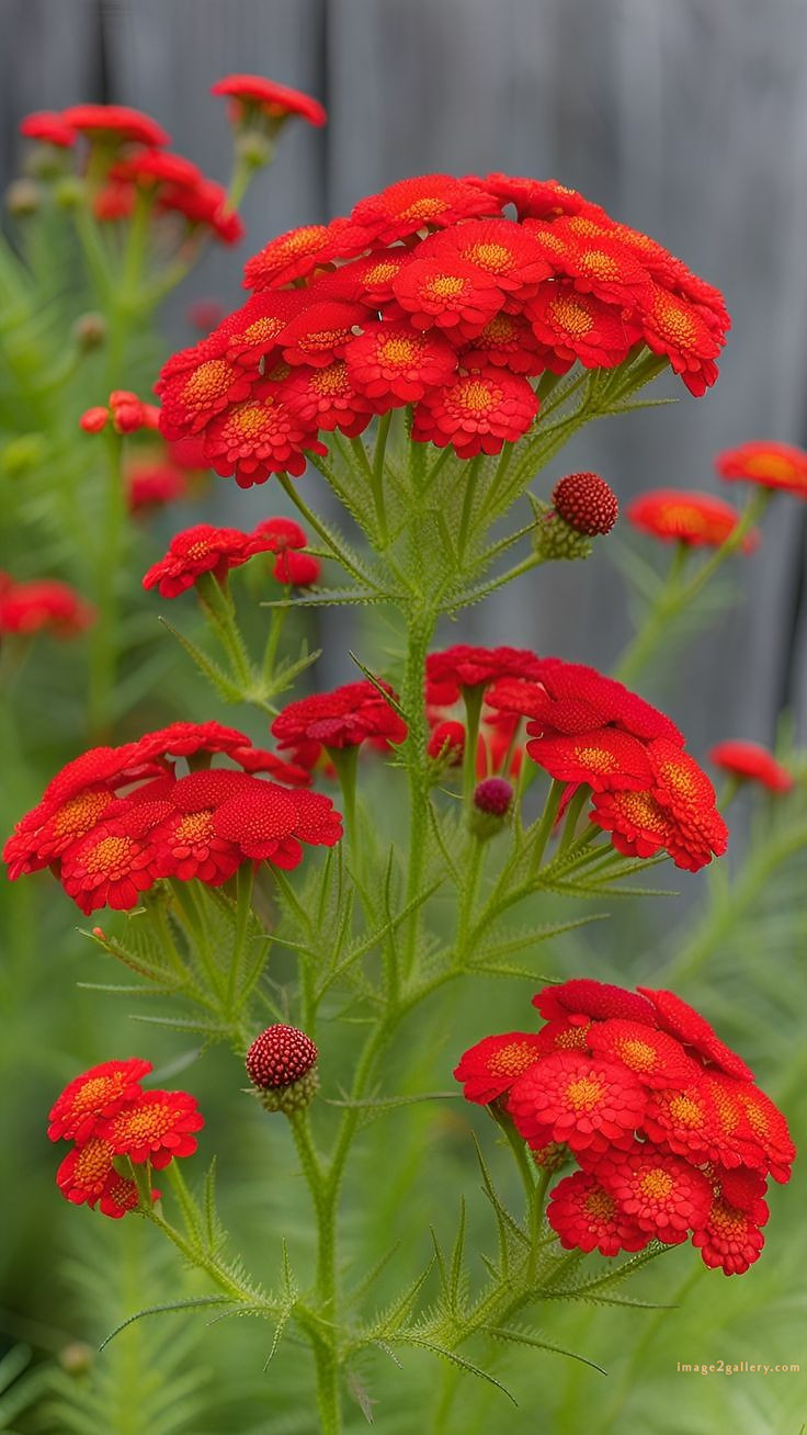 700+ Cute Flower Wallpaper Free Download | Beautiful Flowers Wallpapers for Mobile | 557 flower wallpaper -(10)