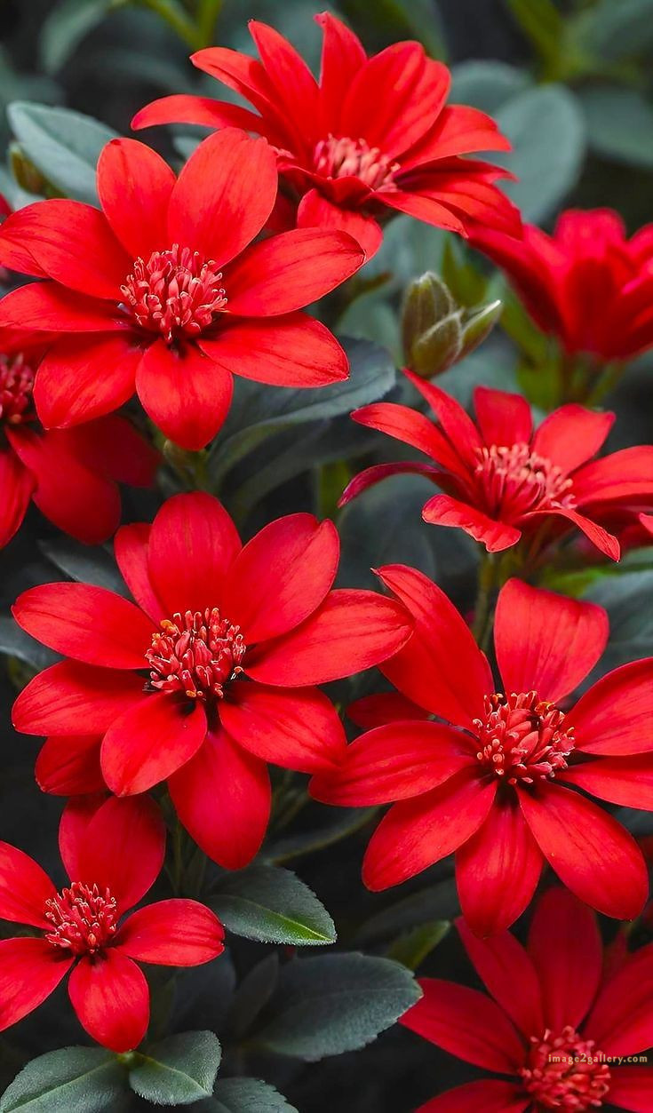 700+ Cute Flower Wallpaper Free Download | Beautiful Flowers Wallpapers for Mobile | 486 flower wallpaper -(11)