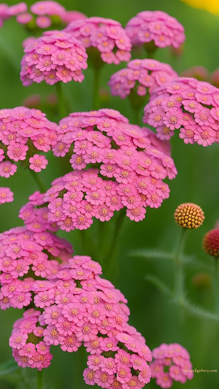 700+ Cute Flower Wallpaper Free Download | Beautiful Flowers Wallpapers for Mobile | 556 flower wallpaper -(13)