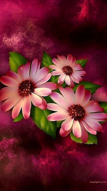 700+ Cute Flower Wallpaper Free Download | Beautiful Flowers Wallpapers for Mobile | 297 flower wallpaper -(16)