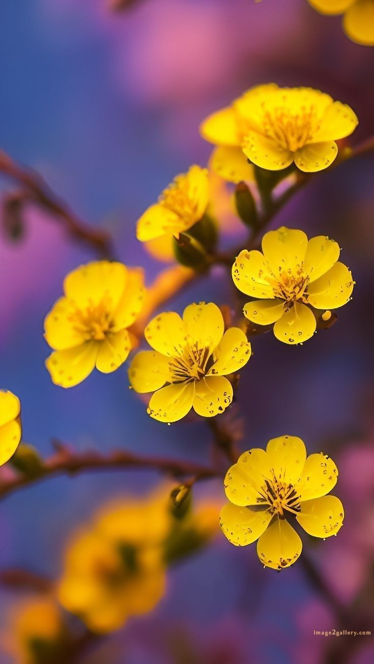 700+ Cute Flower Wallpaper Free Download | Beautiful Flowers Wallpapers for Mobile | 553 flower wallpaper -(19)