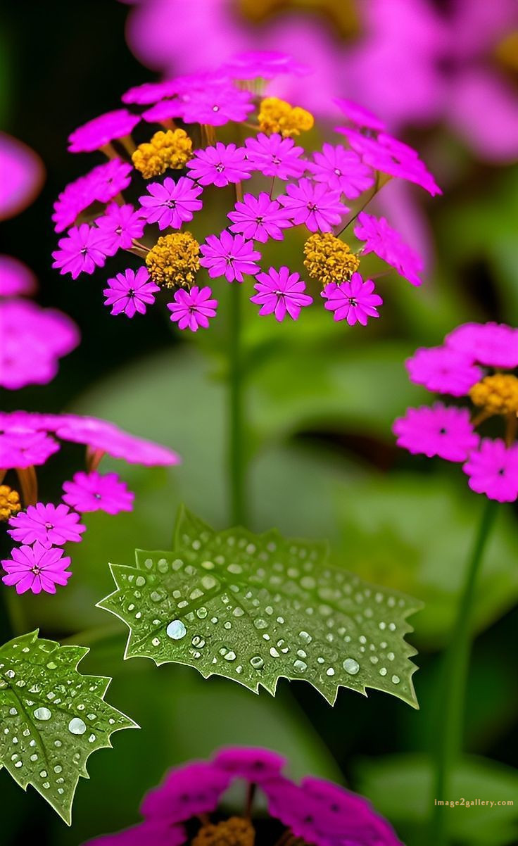 700+ Cute Flower Wallpaper Free Download | Beautiful Flowers Wallpapers for Mobile | 559 flower wallpaper -(2)
