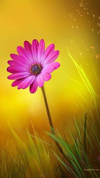 700+ Cute Flower Wallpaper Free Download | Beautiful Flowers Wallpapers for Mobile | 483 flower wallpaper -(20)