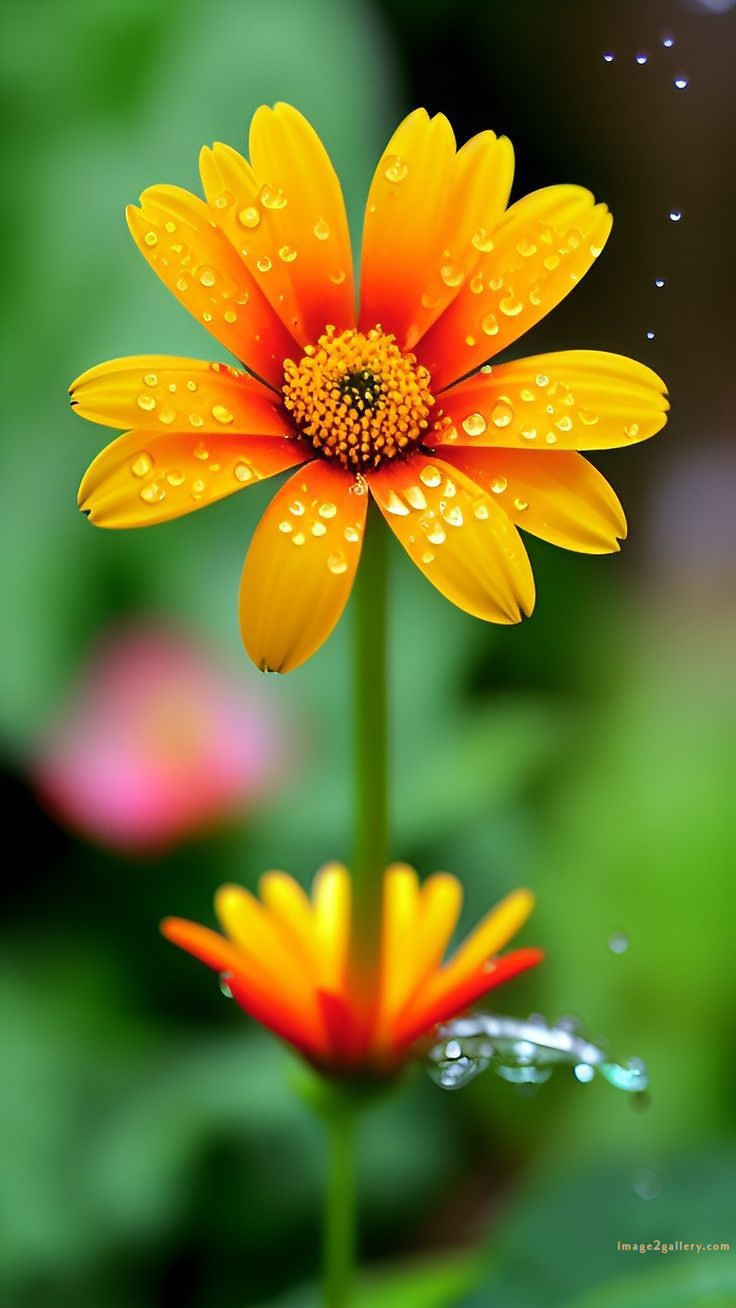 700+ Cute Flower Wallpaper Free Download | Beautiful Flowers Wallpapers for Mobile | 339 flower wallpaper -(21)