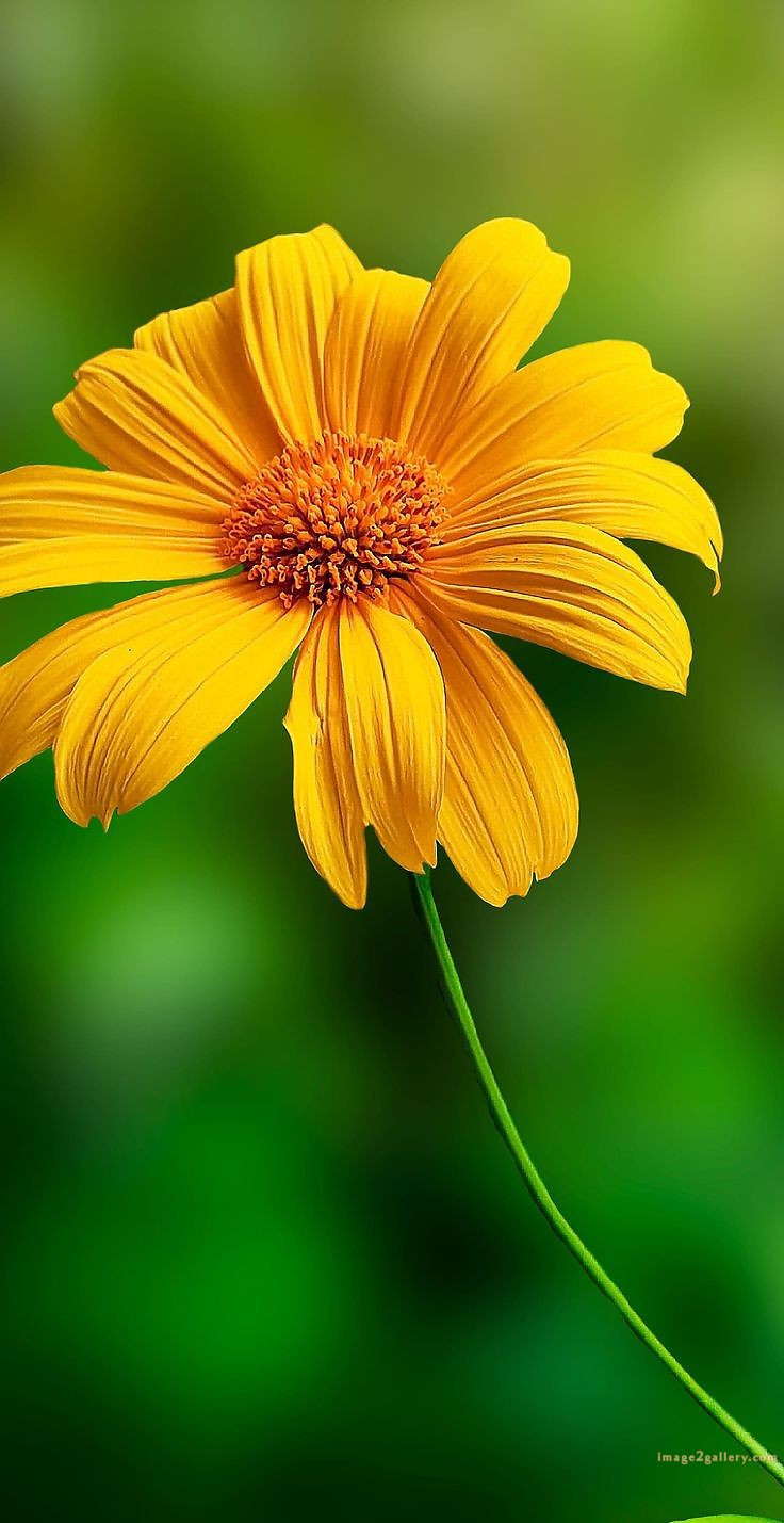 700+ Cute Flower Wallpaper Free Download | Beautiful Flowers Wallpapers for Mobile | 340 flower wallpaper -(22)