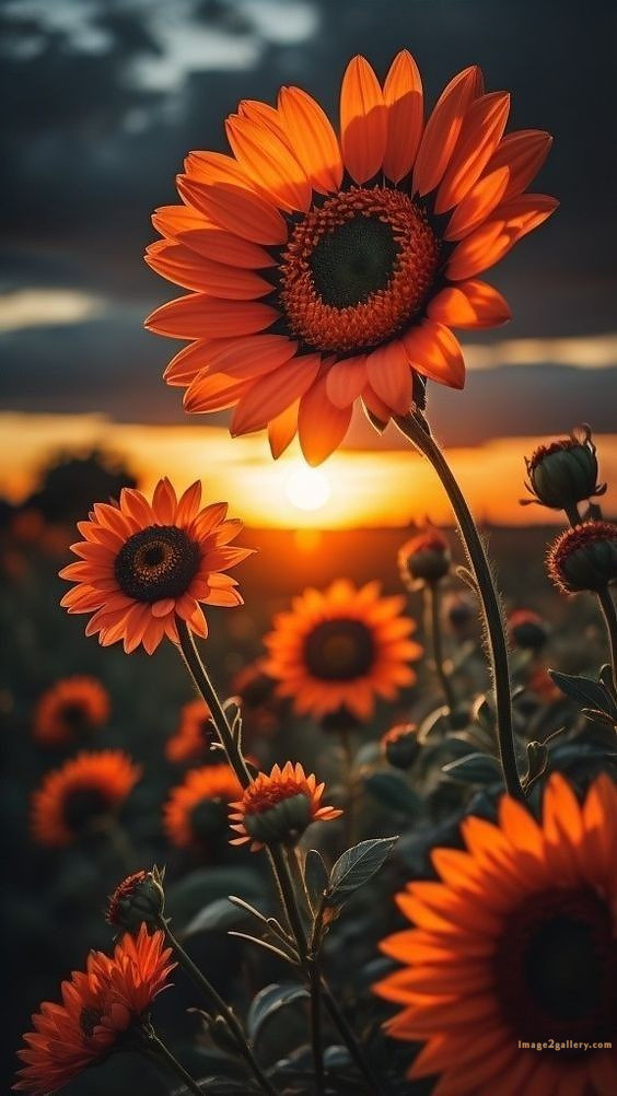 700+ Cute Flower Wallpaper Free Download | Beautiful Flowers Wallpapers for Mobile | 344 flower wallpaper -(24)