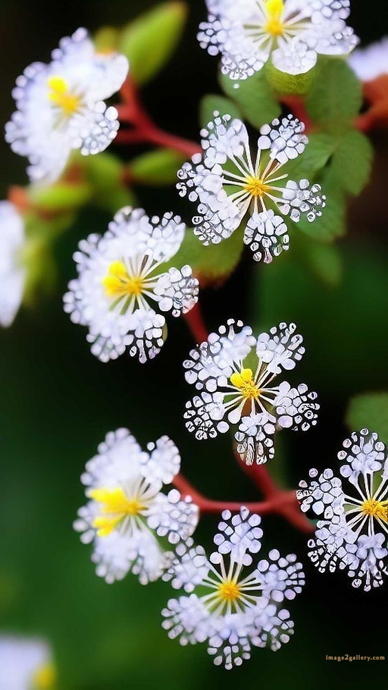 700+ Cute Flower Wallpaper Free Download | Beautiful Flowers Wallpapers for Mobile | 560 flower wallpaper -(3)