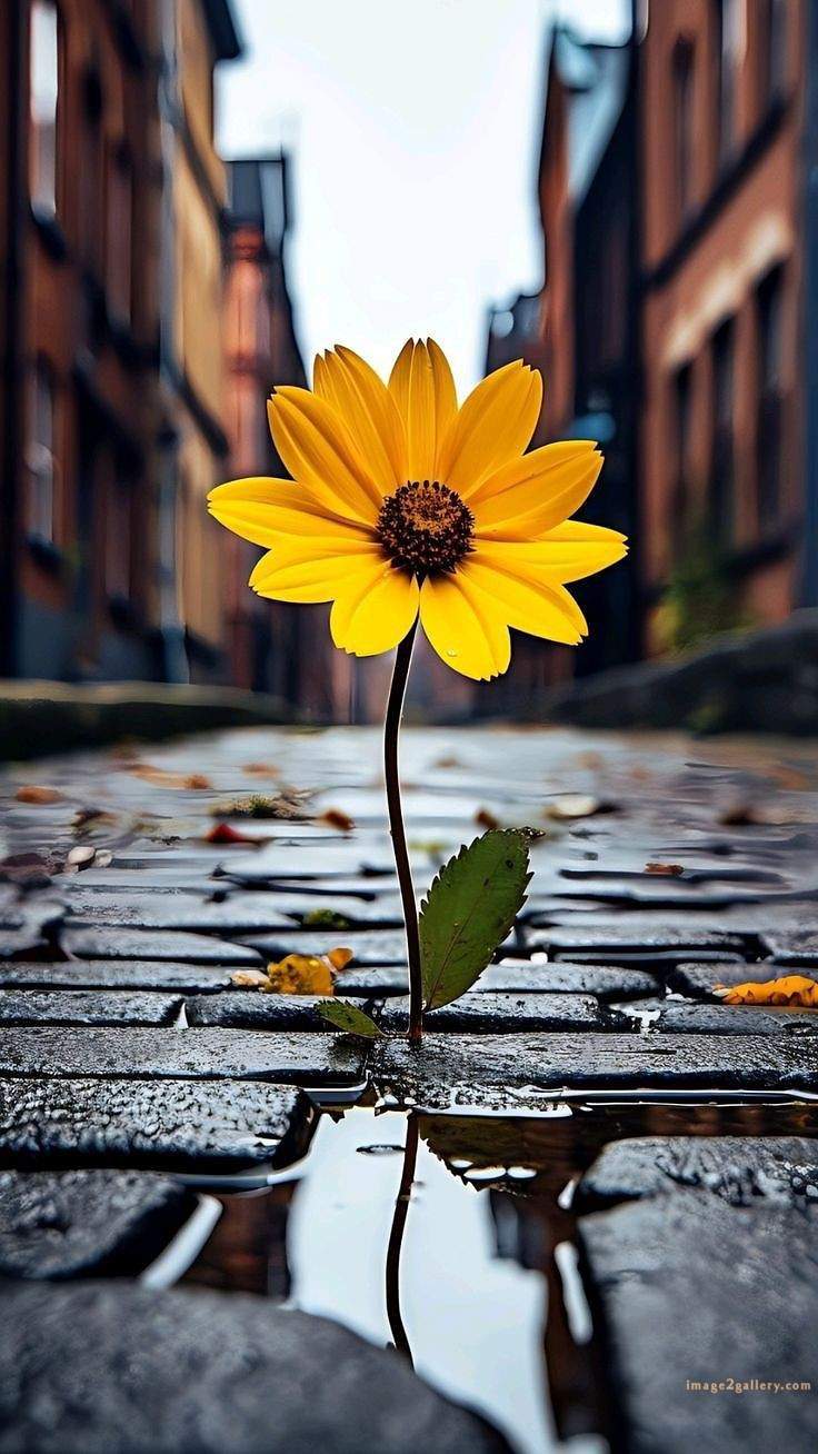 700+ Cute Flower Wallpaper Free Download | Beautiful Flowers Wallpapers for Mobile | 351 flower wallpaper -(30)