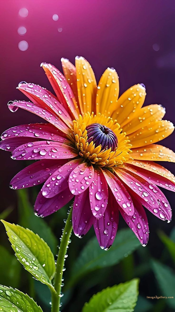 700+ Cute Flower Wallpaper Free Download | Beautiful Flowers Wallpapers for Mobile | 354 flower wallpaper -(32)