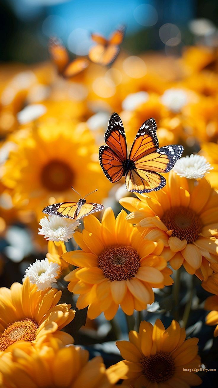 700+ Cute Flower Wallpaper Free Download | Beautiful Flowers Wallpapers for Mobile | 352 flower wallpaper -(34)