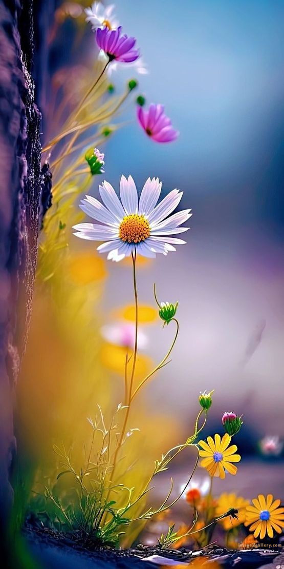 700+ Cute Flower Wallpaper Free Download | Beautiful Flowers Wallpapers for Mobile | 355 flower wallpaper -(39)