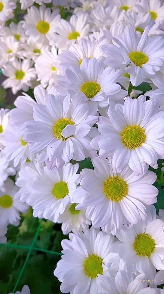 700+ Cute Flower Wallpaper Free Download | Beautiful Flowers Wallpapers for Mobile | 558 flower wallpaper -(4)