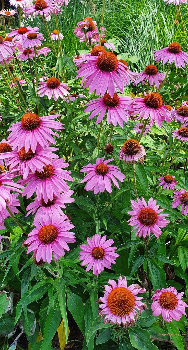 700+ Cute Flower Wallpaper Free Download | Beautiful Flowers Wallpapers for Mobile | 661 flower wallpaper 4k -
