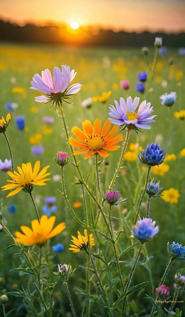 700+ Cute Flower Wallpaper Free Download | Beautiful Flowers Wallpapers for Mobile | 675 flower wallpaper 4k -(10)
