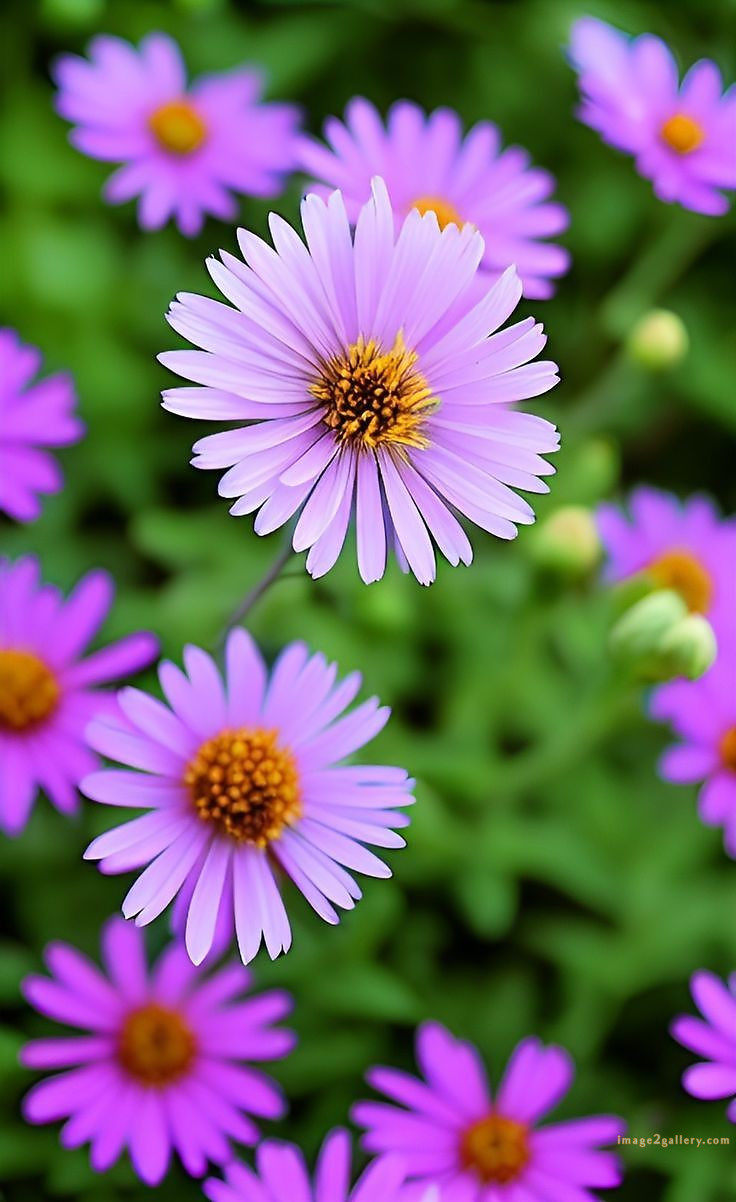 700+ Cute Flower Wallpaper Free Download | Beautiful Flowers Wallpapers for Mobile | 673 flower wallpaper 4k -(12)