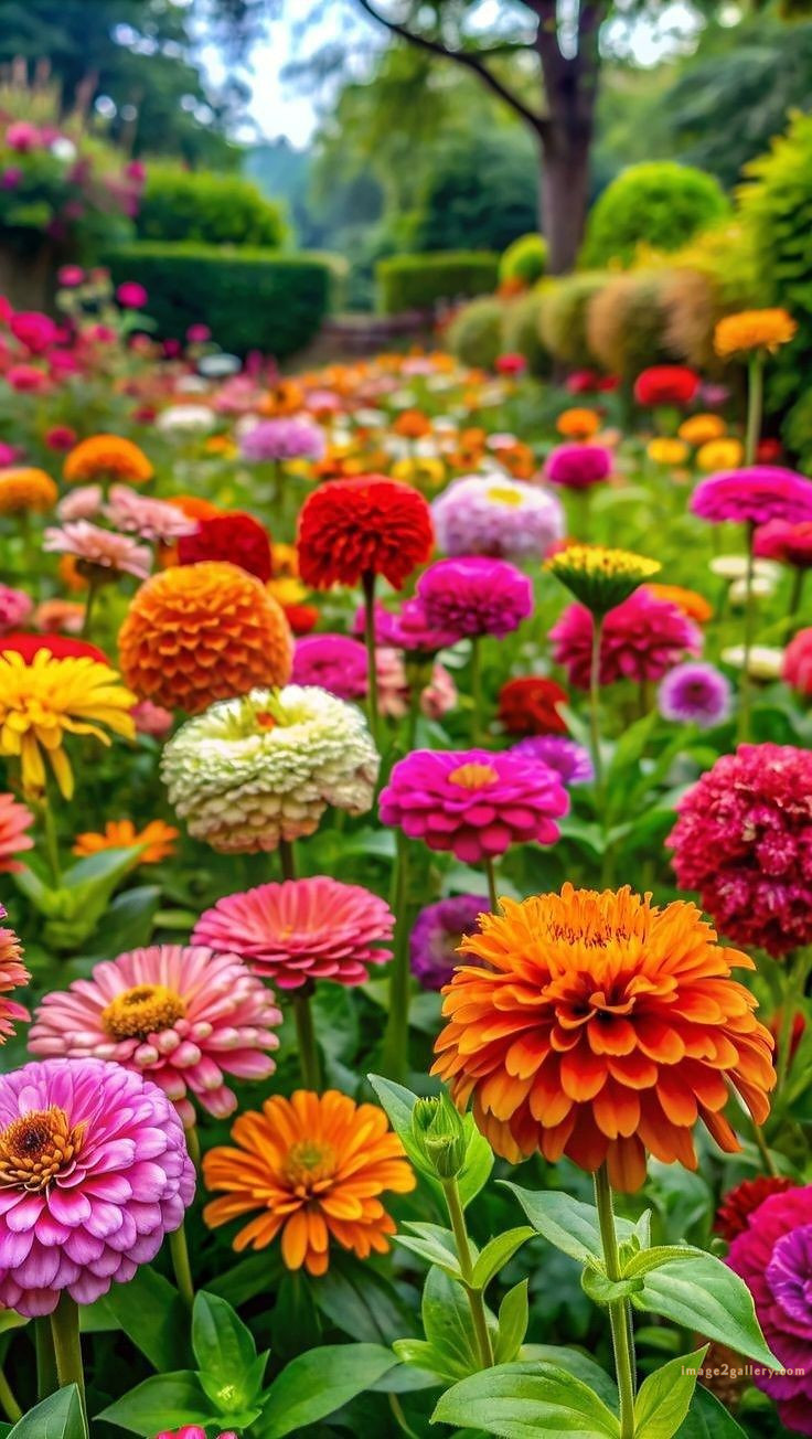 700+ Cute Flower Wallpaper Free Download | Beautiful Flowers Wallpapers for Mobile | 679 flower wallpaper 4k -(18)