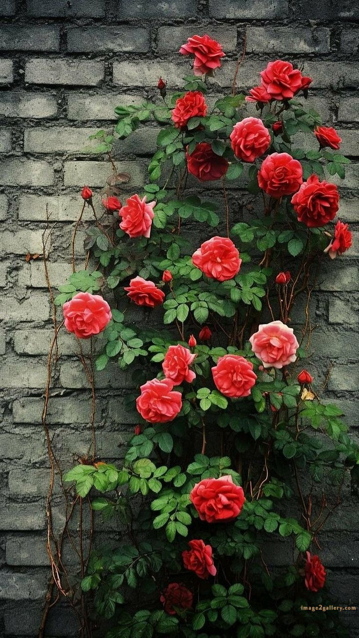 700+ Cute Flower Wallpaper Free Download | Beautiful Flowers Wallpapers for Mobile | 683 flower wallpaper 4k -(20)