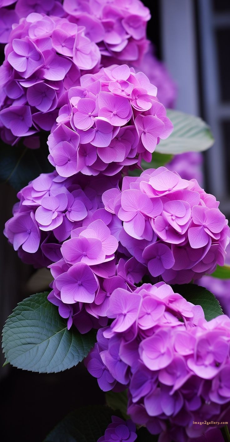 700+ Cute Flower Wallpaper Free Download | Beautiful Flowers Wallpapers for Mobile | 684 flower wallpaper 4k -(21)