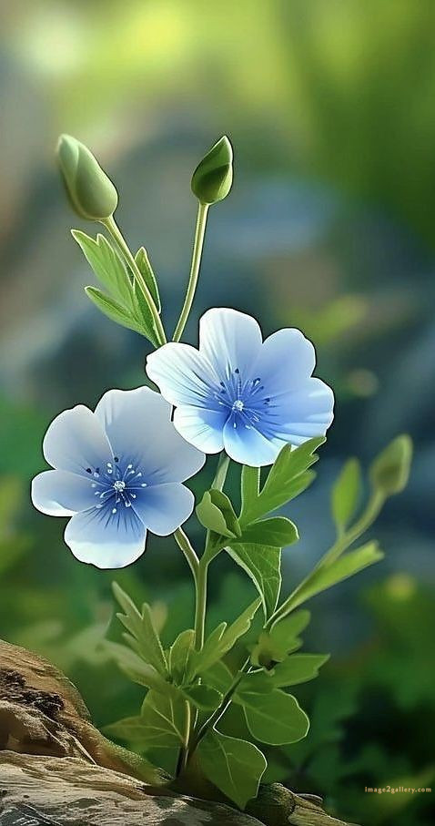 700+ Cute Flower Wallpaper Free Download | Beautiful Flowers Wallpapers for Mobile | 685 flower wallpaper 4k -(24)