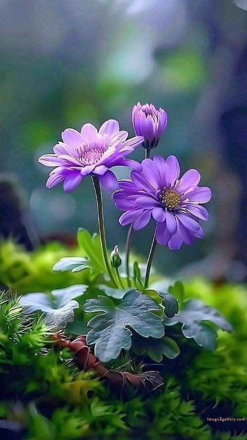 700+ Cute Flower Wallpaper Free Download | Beautiful Flowers Wallpapers for Mobile | 686 flower wallpaper 4k -(25)