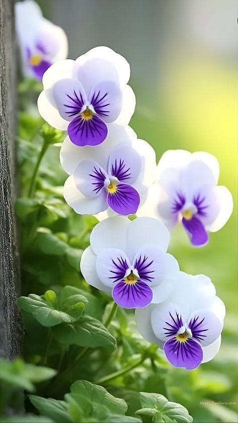 700+ Cute Flower Wallpaper Free Download | Beautiful Flowers Wallpapers for Mobile | 689 flower wallpaper 4k -(26)