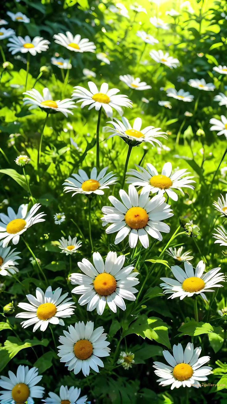 700+ Cute Flower Wallpaper Free Download | Beautiful Flowers Wallpapers for Mobile | 666 flower wallpaper 4k -(3)