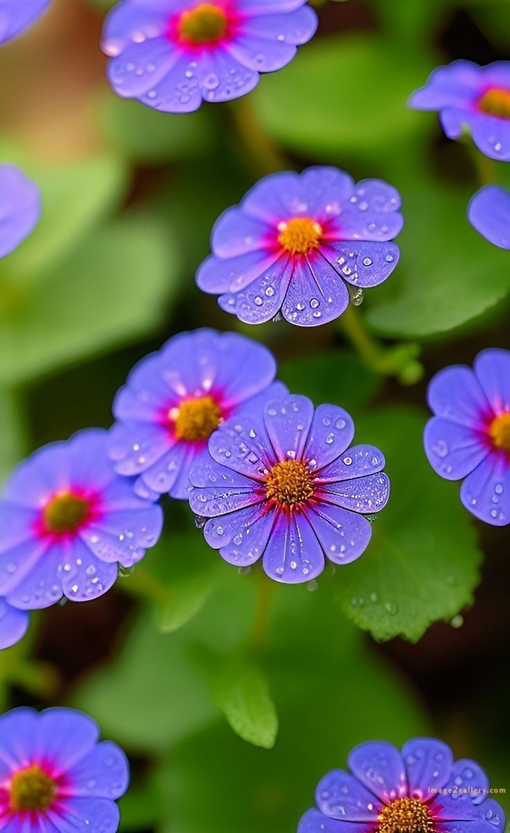 700+ Cute Flower Wallpaper Free Download | Beautiful Flowers Wallpapers for Mobile | 694 flower wallpaper 4k -(35)