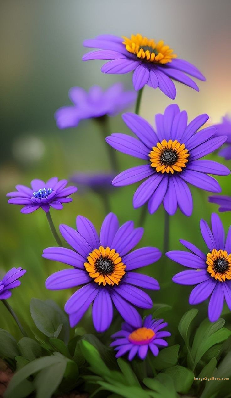 700+ Cute Flower Wallpaper Free Download | Beautiful Flowers Wallpapers for Mobile | 702 flower wallpaper 4k -(39)