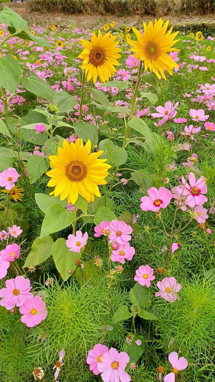 700+ Cute Flower Wallpaper Free Download | Beautiful Flowers Wallpapers for Mobile | 671 flower wallpaper 4k -(8)