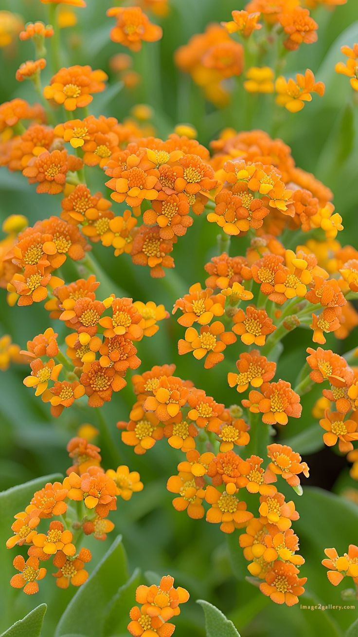 700+ Cute Flower Wallpaper Free Download | Beautiful Flowers Wallpapers for Mobile | 491 flower wallpaper -(5)
