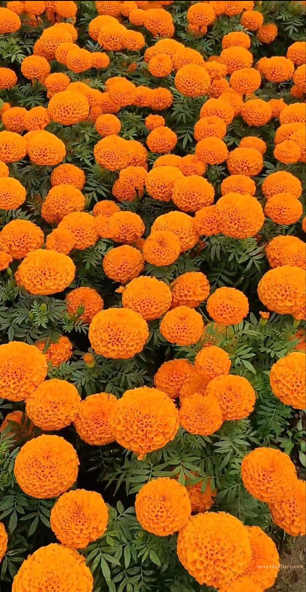 700+ Cute Flower Wallpaper Free Download | Beautiful Flowers Wallpapers for Mobile | 490 flower wallpaper -(6)