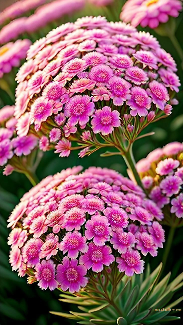 700+ Cute Flower Wallpaper Free Download | Beautiful Flowers Wallpapers for Mobile | 489 flower wallpaper -(7)