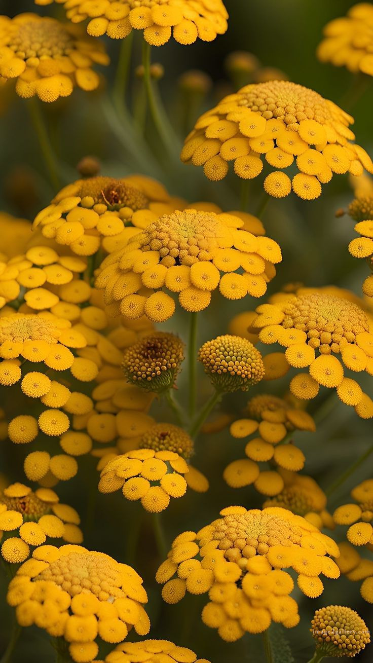 700+ Cute Flower Wallpaper Free Download | Beautiful Flowers Wallpapers for Mobile | 487 flower wallpaper -(8)