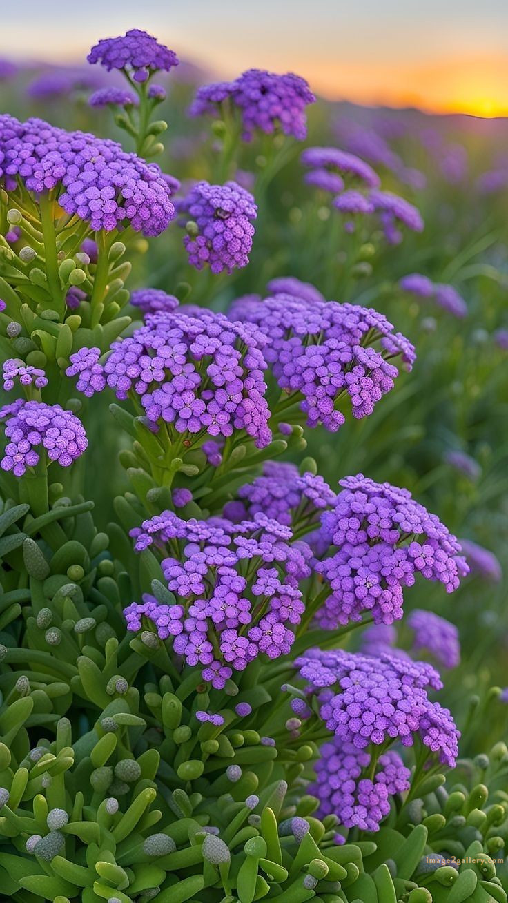 700+ Cute Flower Wallpaper Free Download | Beautiful Flowers Wallpapers for Mobile | 488 flower wallpaper -(9)